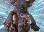 Quarterback the Sphynx Kitten Profile
