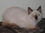 Primrose Cherubim Ragdoll Profile