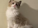 Robin Cherubim Ragdoll On Hold Profile