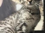 Tiny cheetah Profile