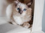 Harlows litter Profile