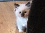 Athena's litter Profile