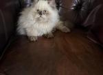 Minuet Profile