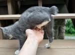 Real bobtail Profile
