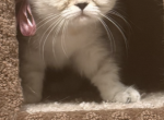 Scottish Straight Persian Kittens Profile