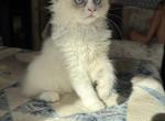 Summer Ragdoll Kittens Litter Ad Profile