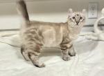 Marmalade Highlander Profile
