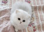Gracy's Persian Litter 1 Profile