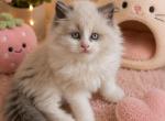 Coastal Starks Cattery Profile