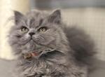 Stanley Profile