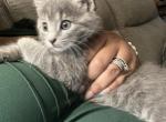 Beautiful Kittens Profile