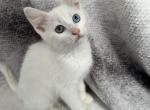 Blue & Green Eyed White Male Kitten Profile