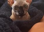 Onyx Profile