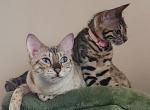Victoria's March Litter in Perris Profile