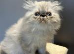 Blue points Persian male Profile