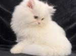 Teddy Profile
