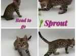 Sprout Profile