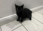 3 Kittens Profile