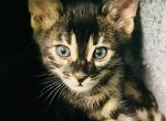 BC Bengals PA Profile