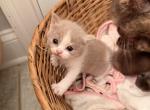 Hannahs kittens Profile