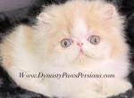 Cream puff Persian boy Profile