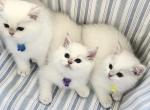 Flkitten1 3 white Profile