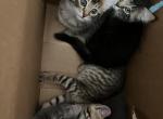 Kittens available Profile