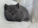 Scottish straight kitten Profile