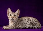 Silver Savannah boy Profile