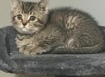 Lariki Profile