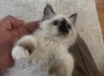 Birman Stella RESERVED Profile