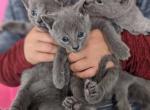 Russian Blue kittens Profile