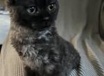 Juju Bear Profile