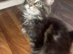 MaleMaineCoon Profile