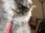 Luna Profile