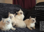 Siamese Kittens Profile