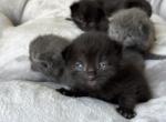 Ragdoll mix Profile