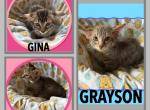 Bengal Munchkin GENETTA Profile