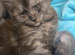 Main Coon Kittens with Breeding Rights Profile