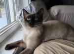 Siamese Manx Profile