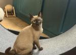 Tonkinese Profile