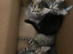 Kittens available to rehome Profile