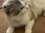 Ragdoll Profile