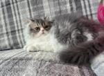 Blue and white female persian Profile