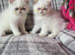 Flame point Himalayan male kitten Profile