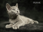 Frank Profile