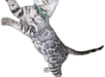 READY Male Silver Bengal Kitten Profile