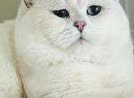 British shorthair Profile