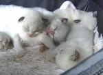 RAGDOLLS OF BREVARD Profile