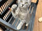 American Bobtails girl Profile